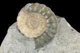Two Fossil Ammonites (Promicroceras) - Lyme Regis #166649-3